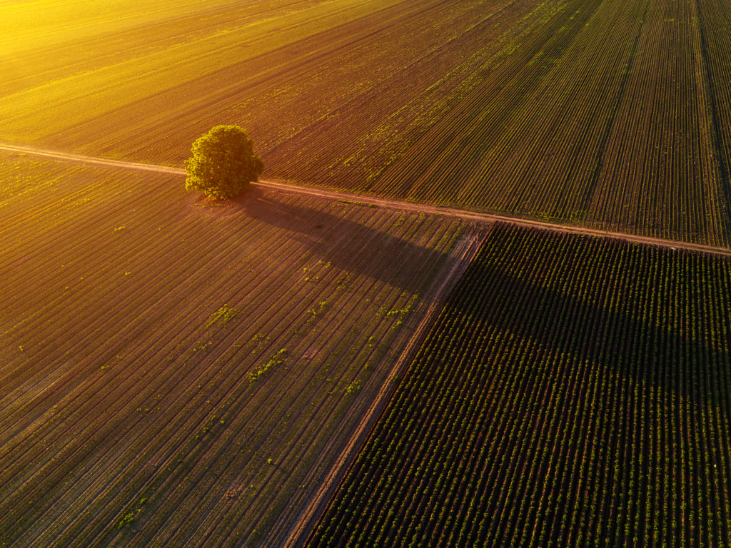 Lonely tree in cultivated field in sunset, drone pov by Igor Stevanovic on 500px.com