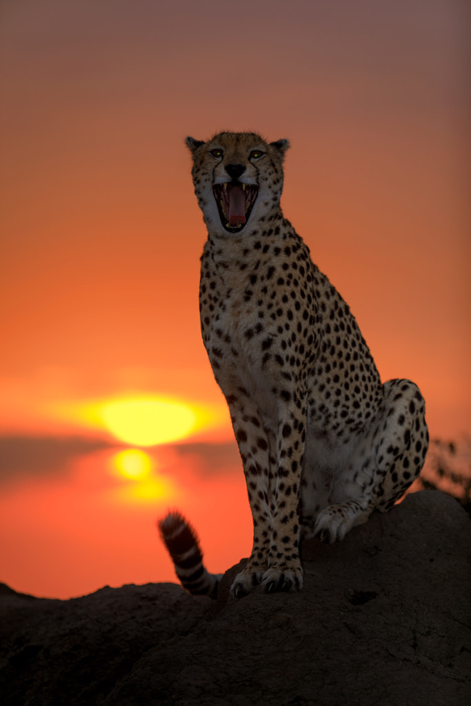 Cheetah, Masai Mara, Kenya
