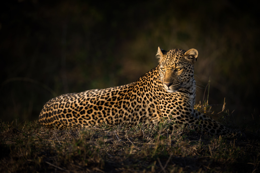Leopard, Masai Mara, Kenya
