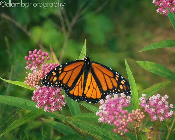 Monarch the Wandering Butterfly