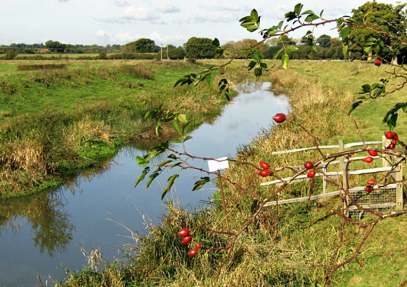 ROSEHIPS & THE RIVER ADUR