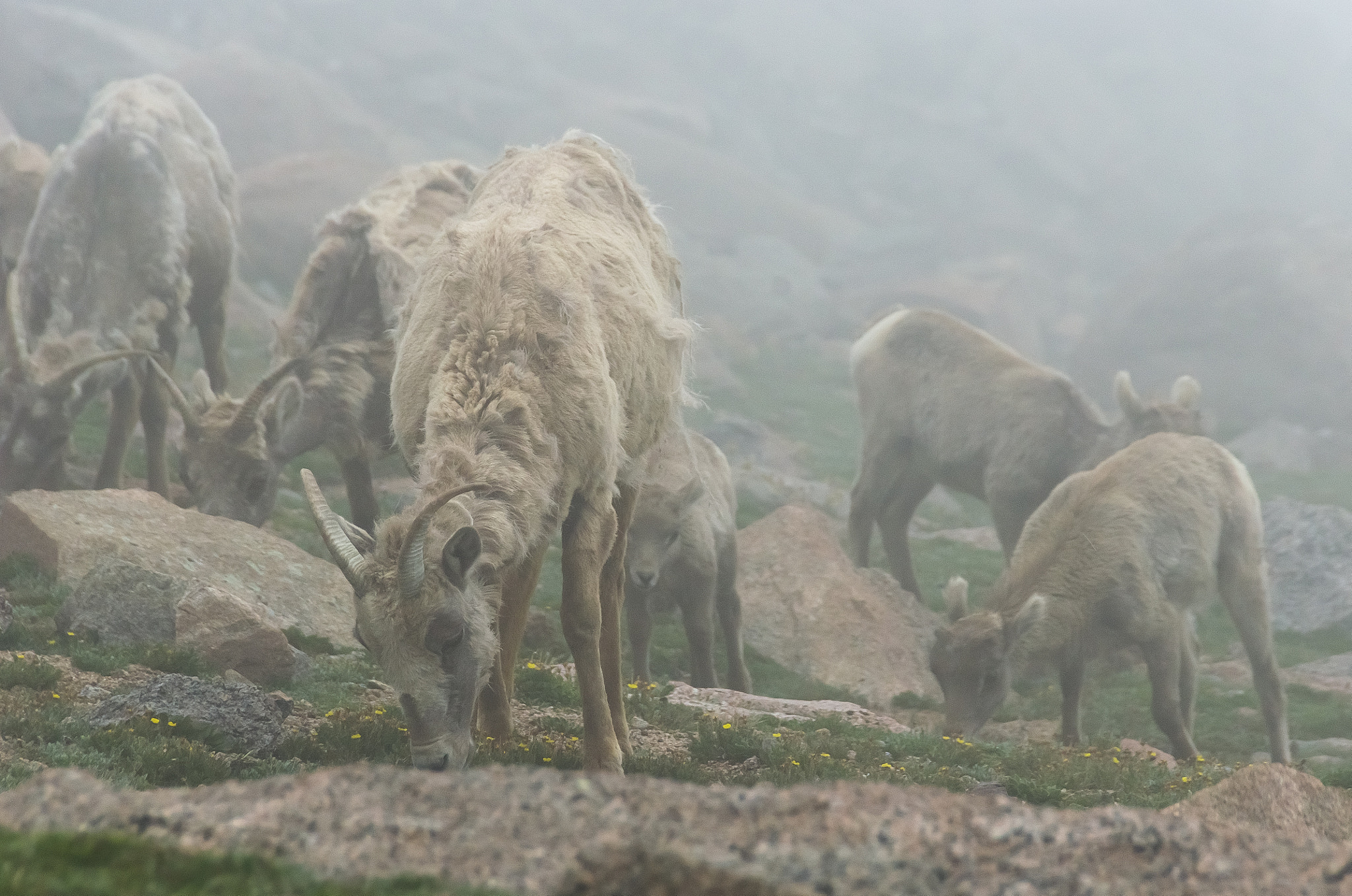 Bighorn Sheep through the Fog