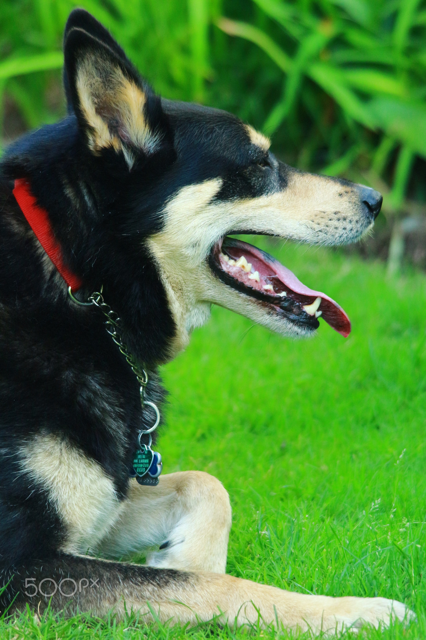 A Candid Portrait of Bandit