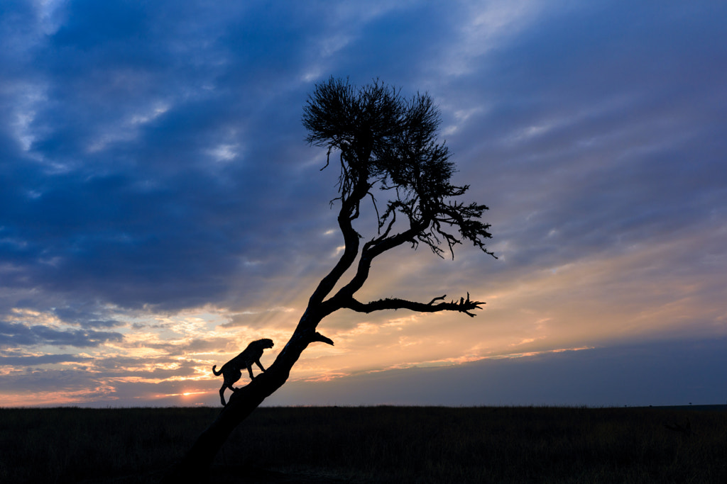 Cheetah at sunrise, Masai Mara, Kenya