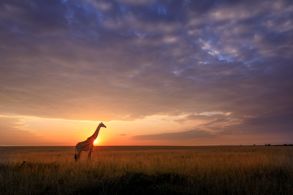 Giraffe at sunrise, Masai Mara, Kenya