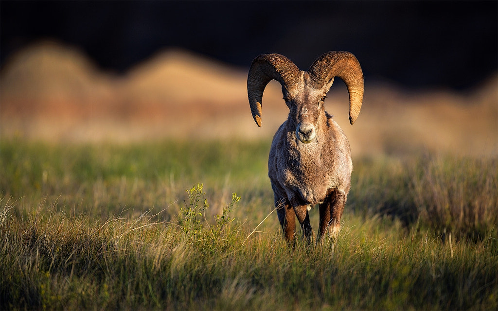 Steve Perry (backcountrygallery) Photos / 500px