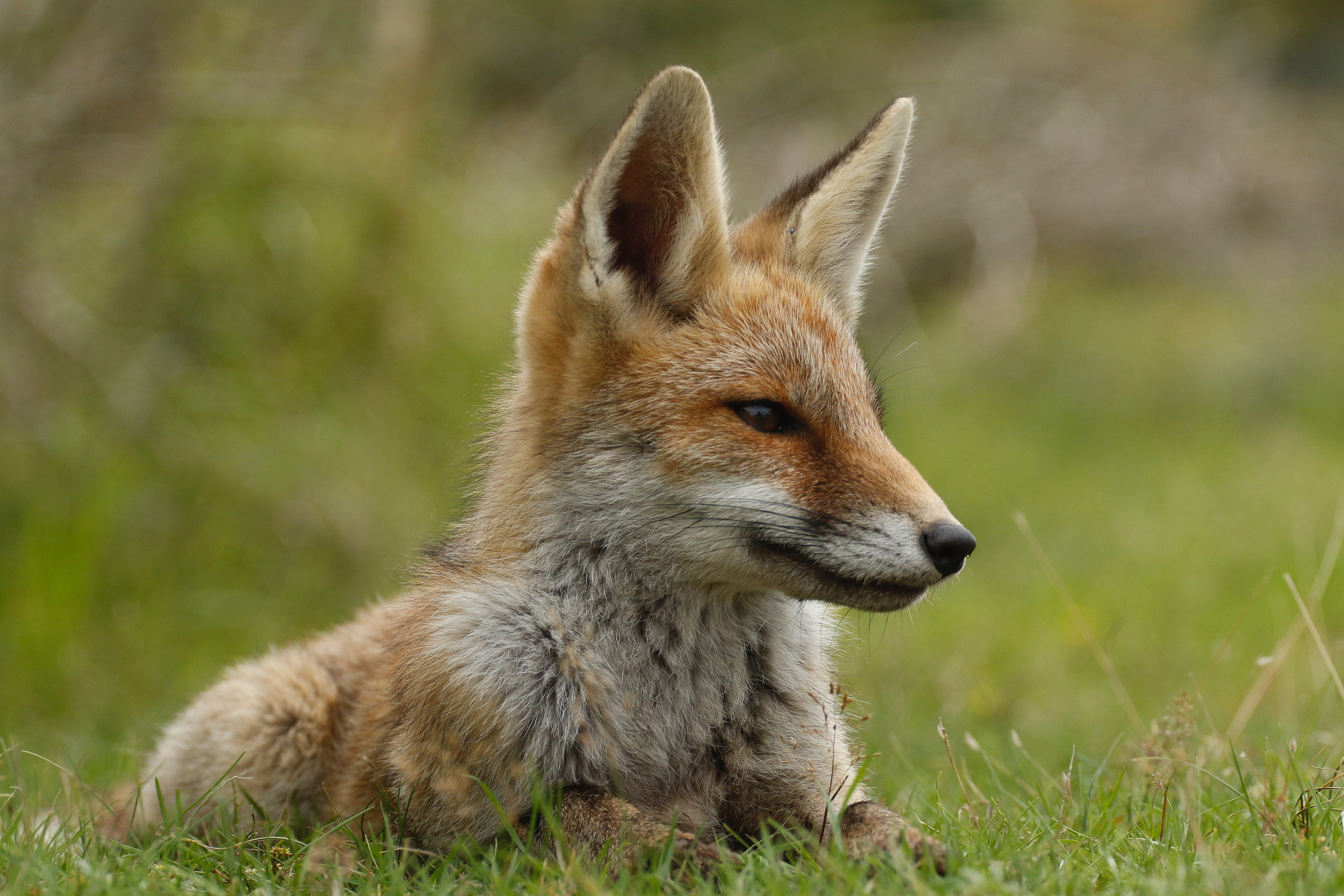 Young fox