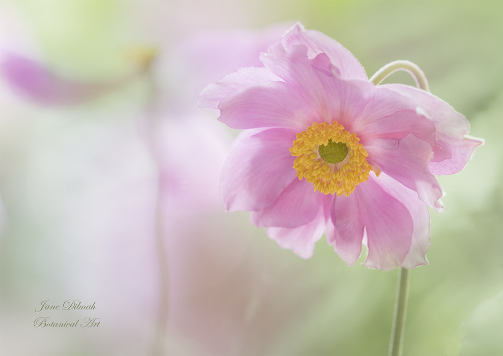 Japanese anemone by Jane Dibnah on 500px.com