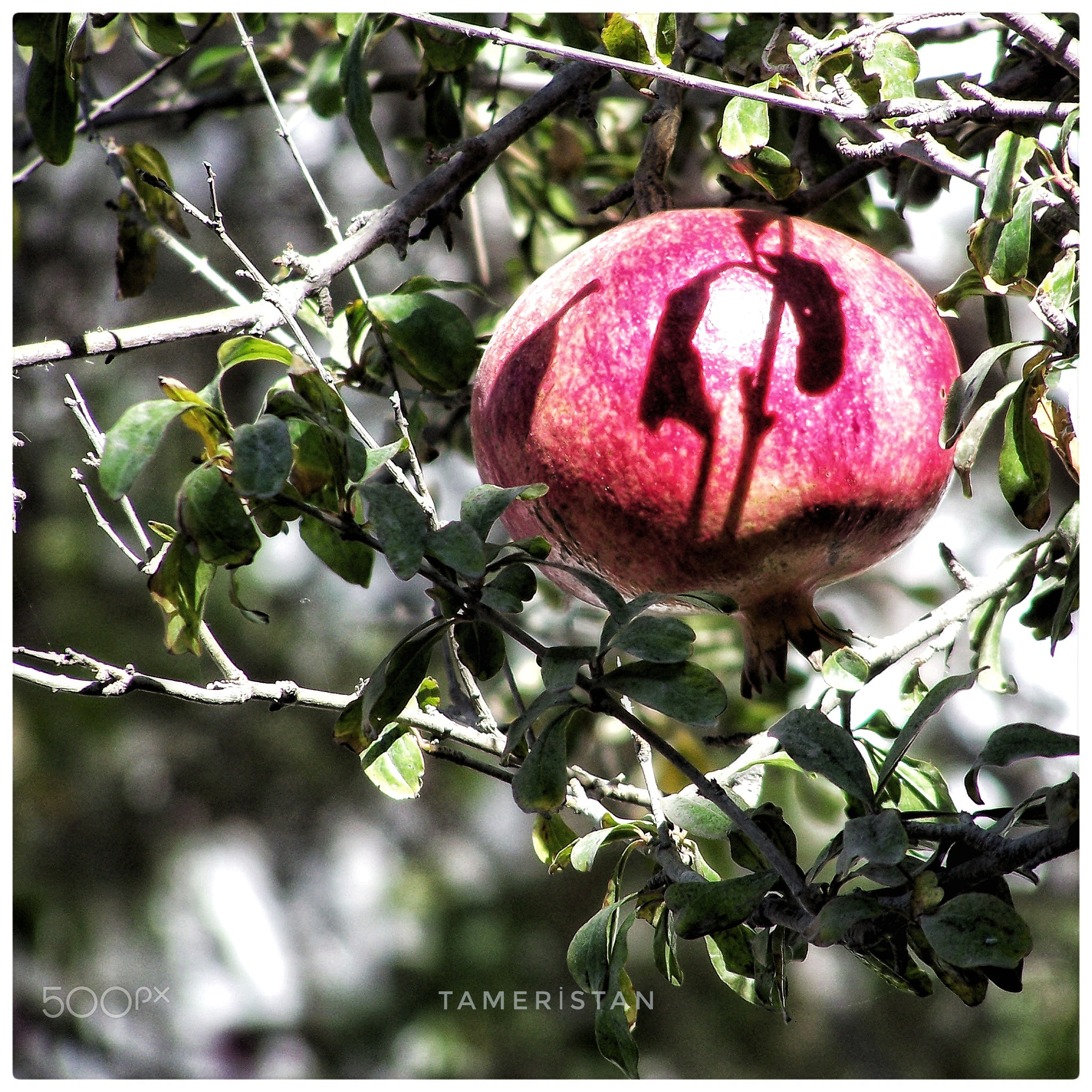 Pomegranate on the bough.
