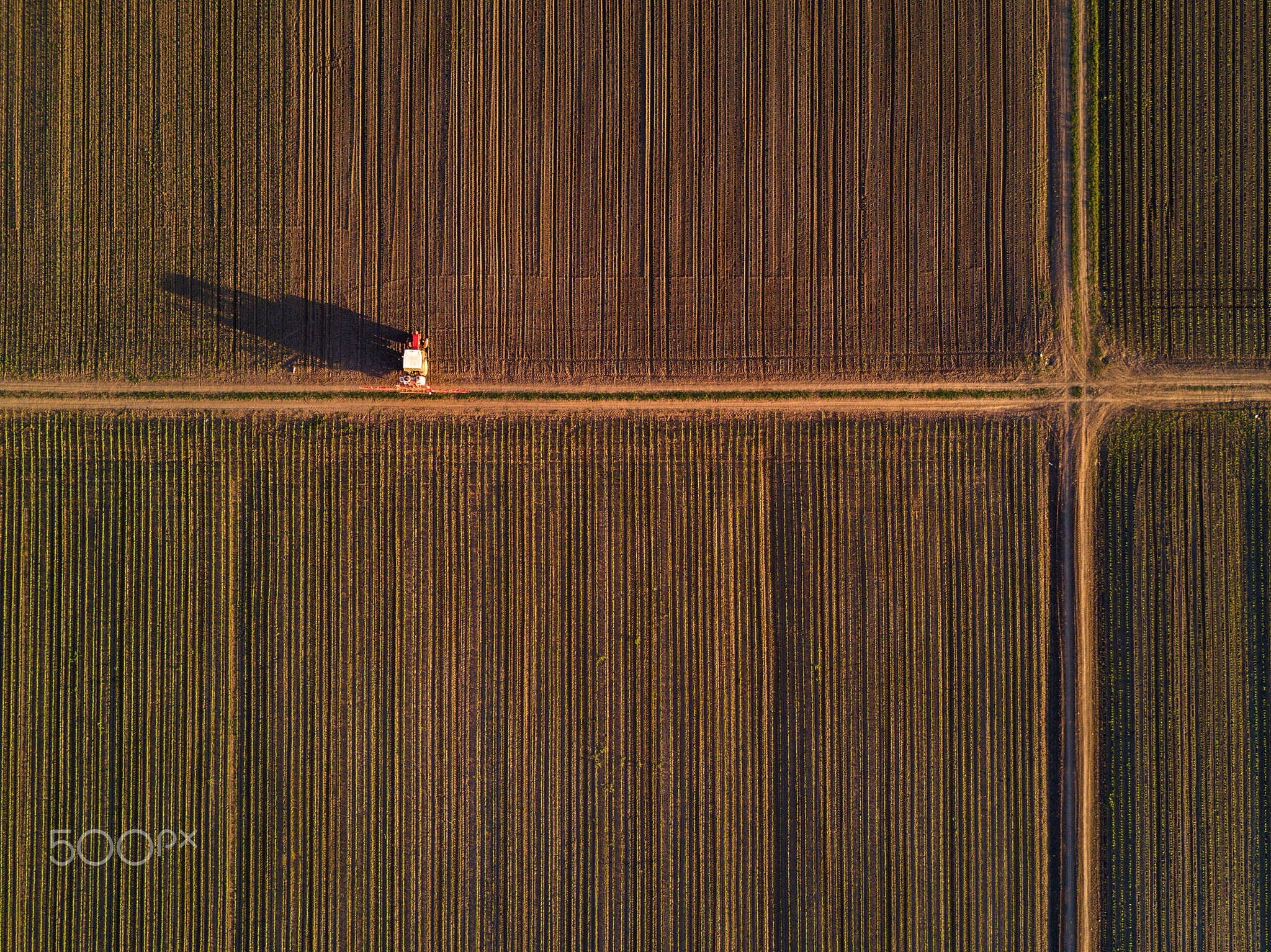 Aerial view of tractor in cultivated corn maize crop field