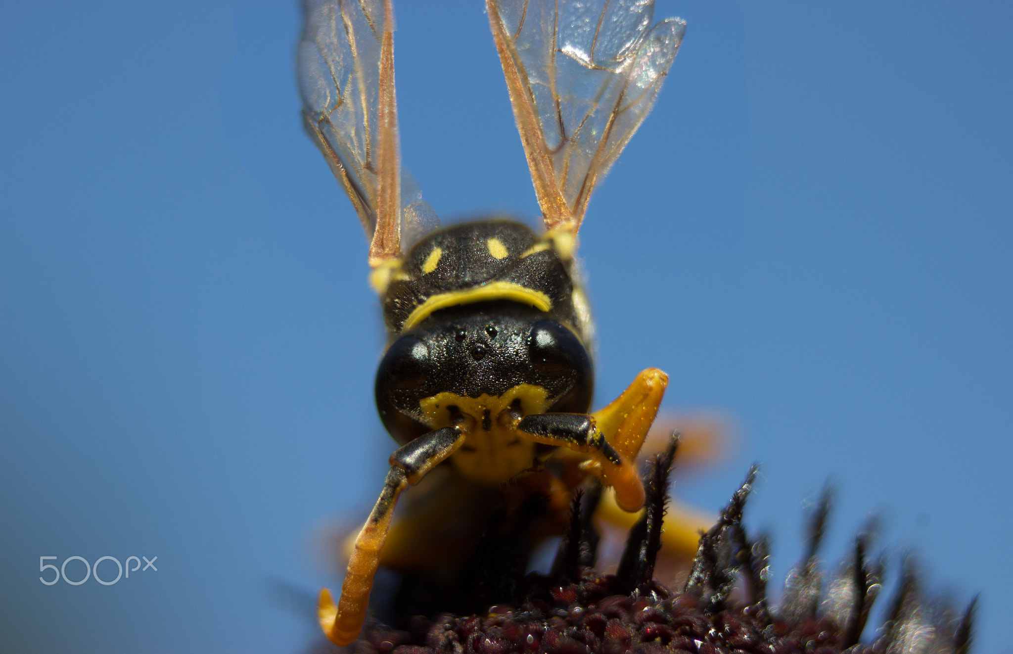 A wasp on a flower of rudbeckia