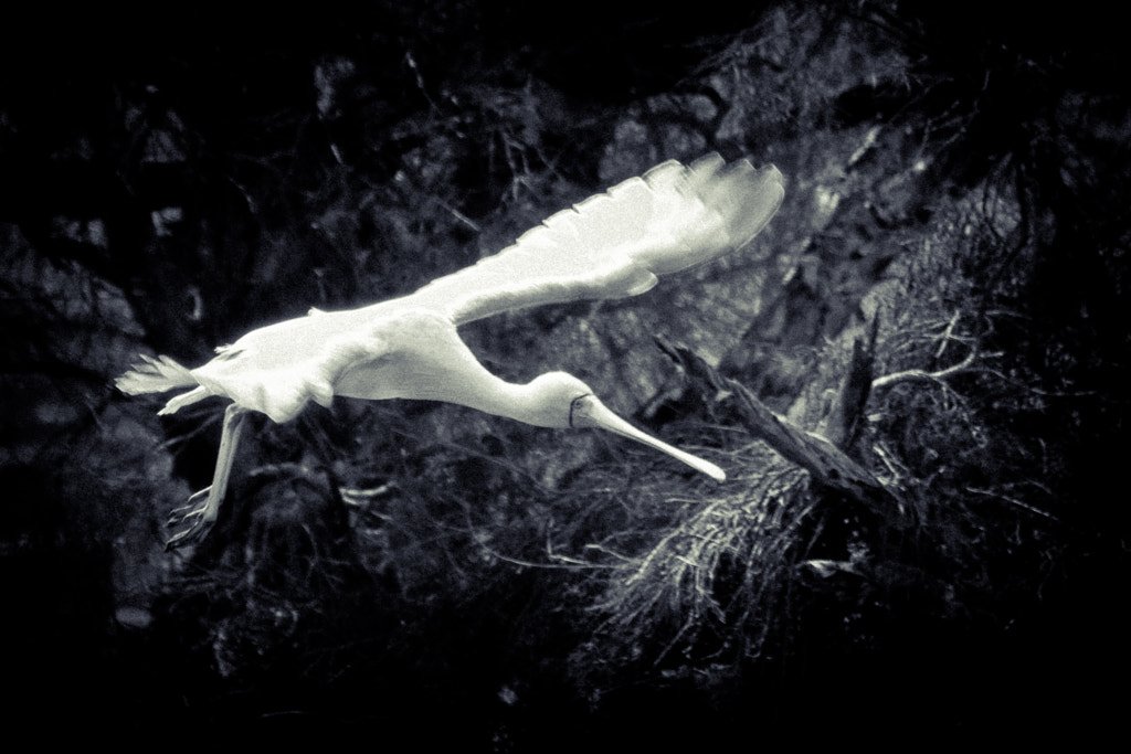 Yellow-billed Spoonbill (Platalea flavipes) by Paul Amyes on 500px.com