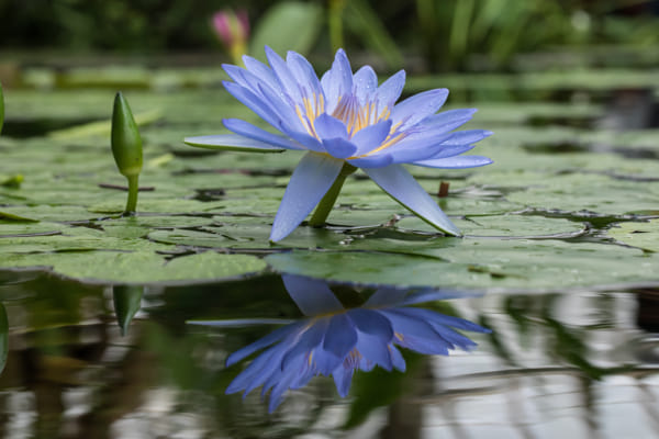 Floating purple lily on a pond