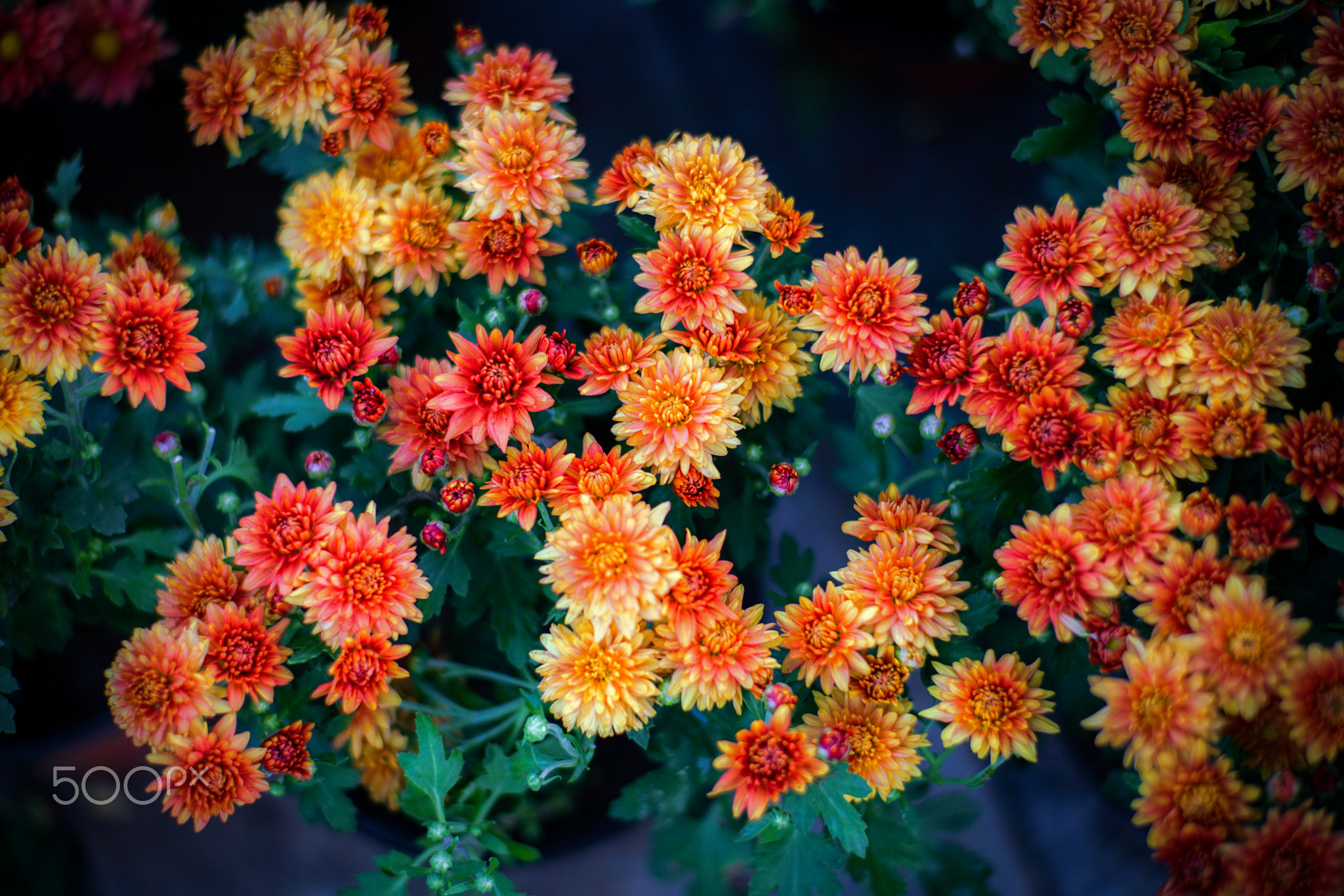 菊花
