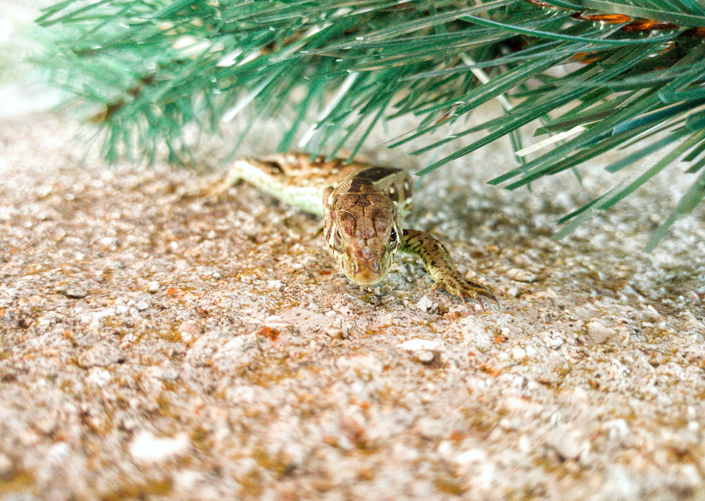 Lizard on Tombstone by Attila Fehér on 500px.com