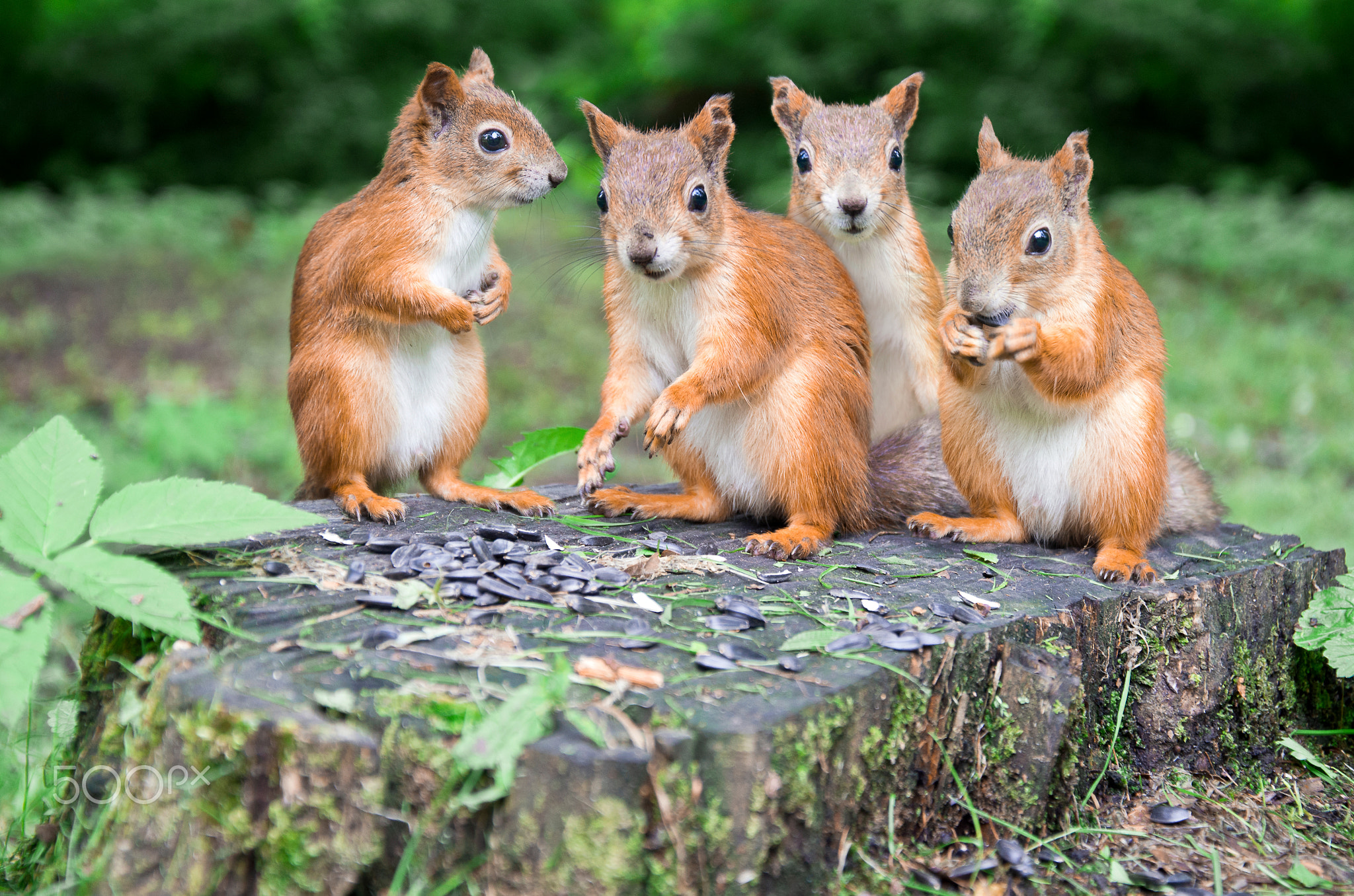 squirrels family