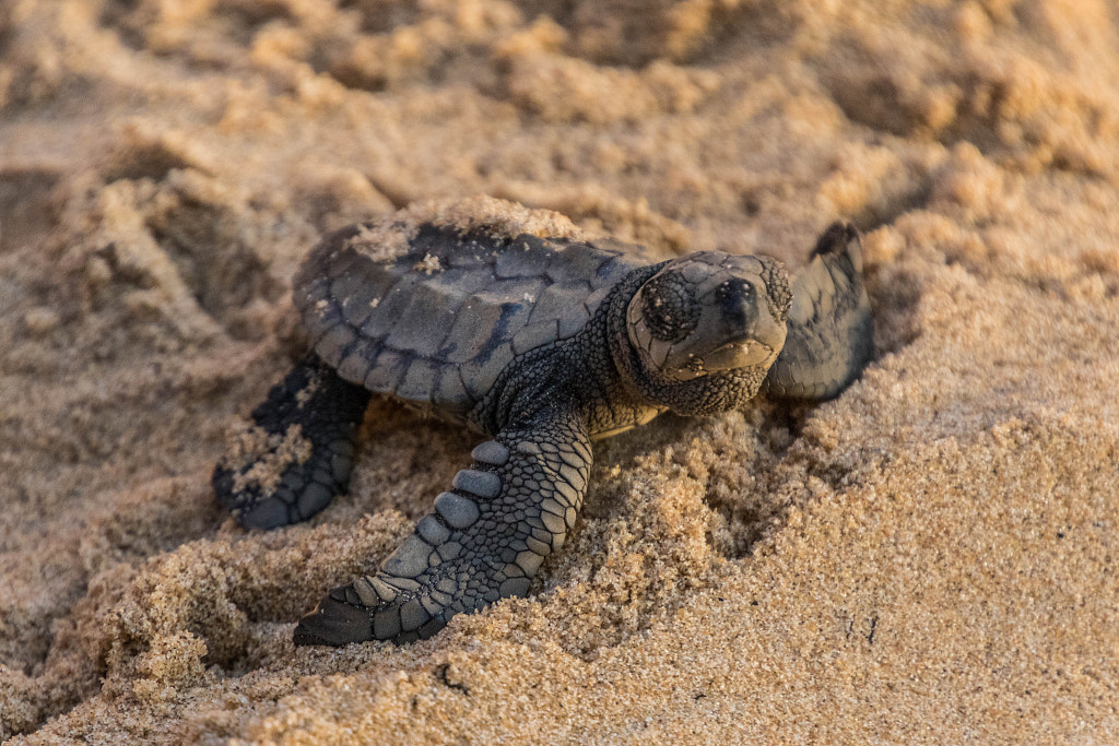 Tortue olivâtre 001 by Adrien Fort on 500px.com