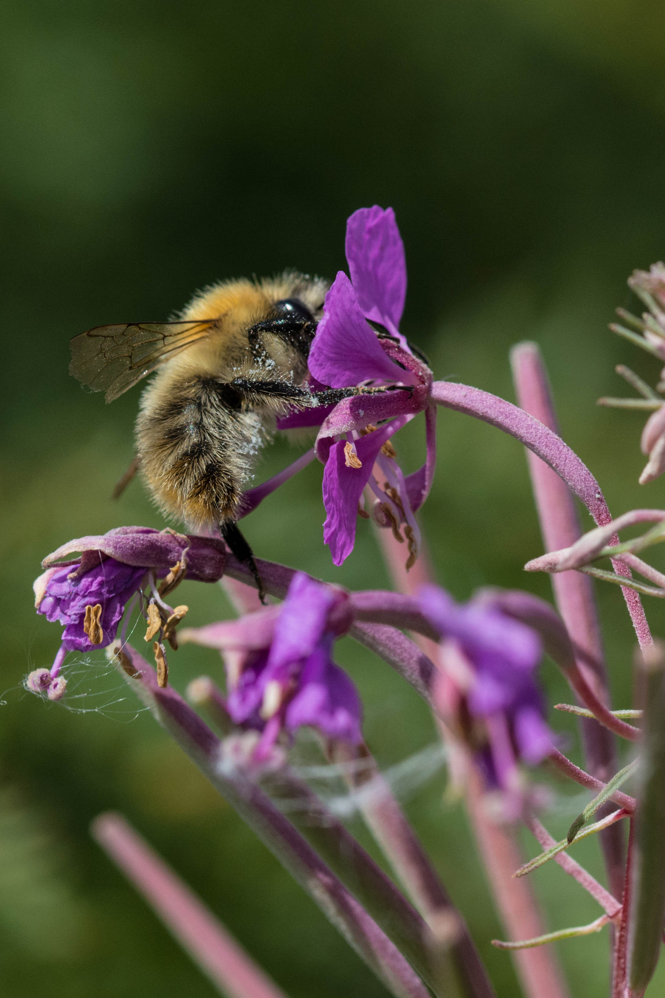 Bee and Purple Flower