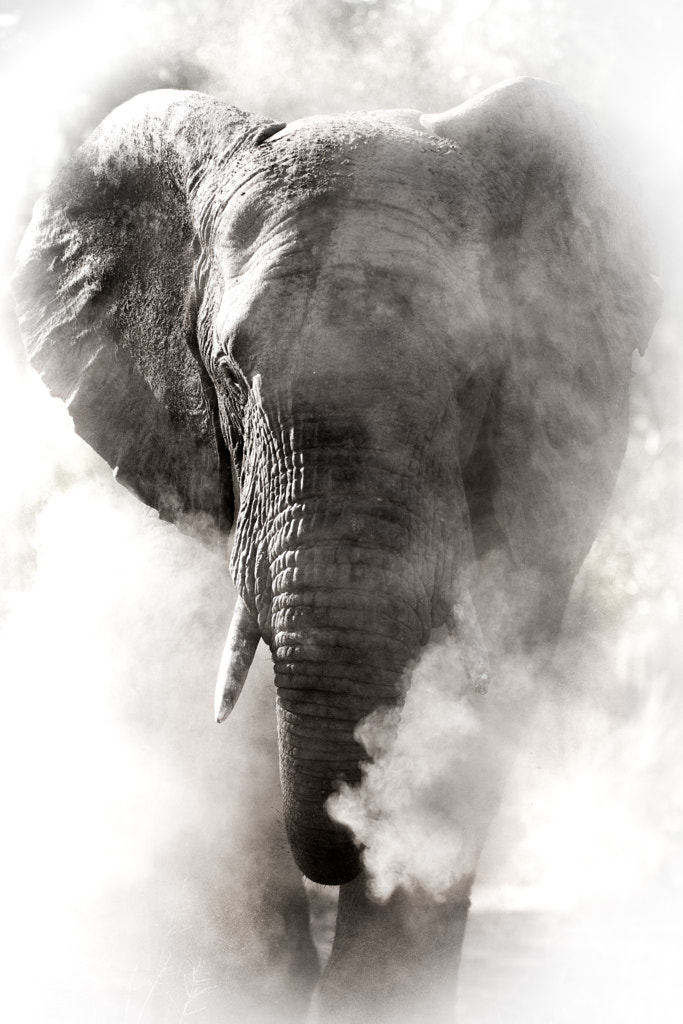 Dust Elephant by Rudi Hulshof on 500px.com