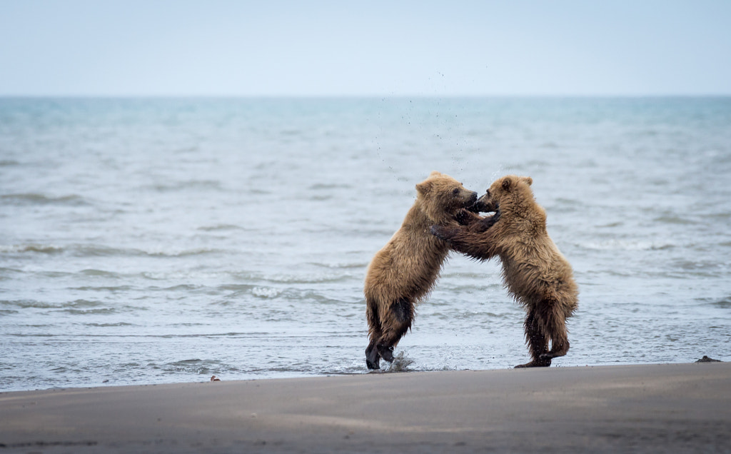 Dancing Bears by JDay Photography on 500px.com