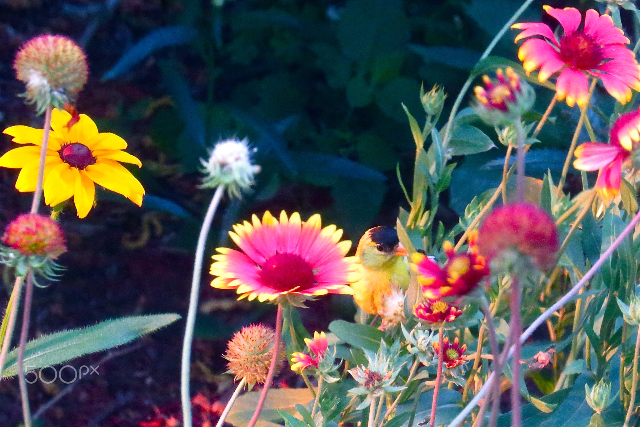 A Golden Finch's Feeding Time