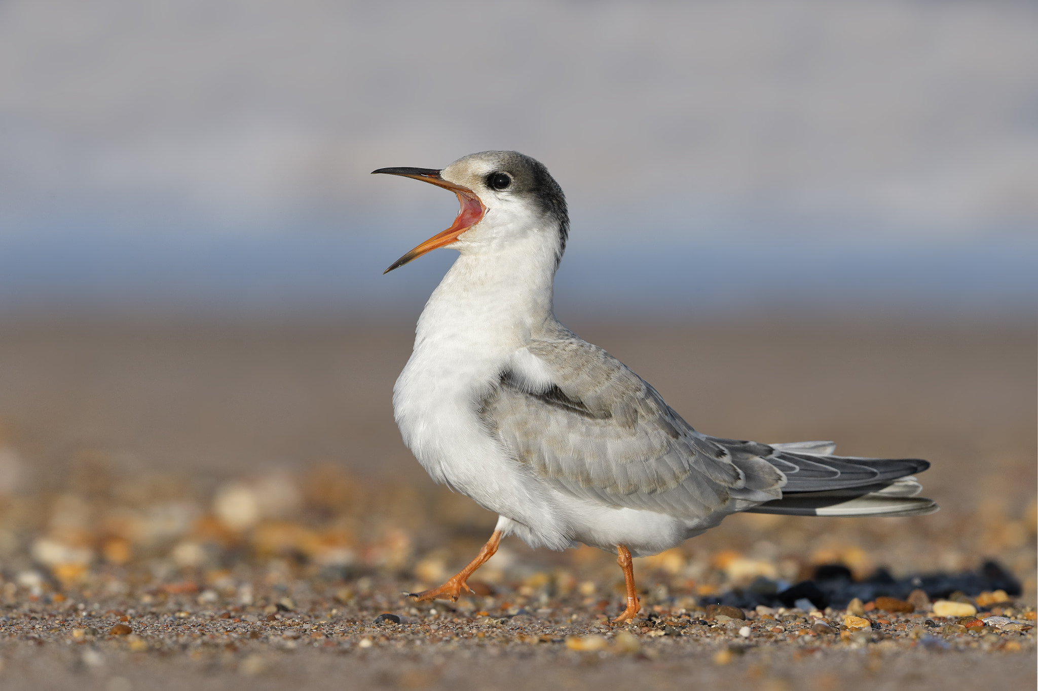 Common Tern begging