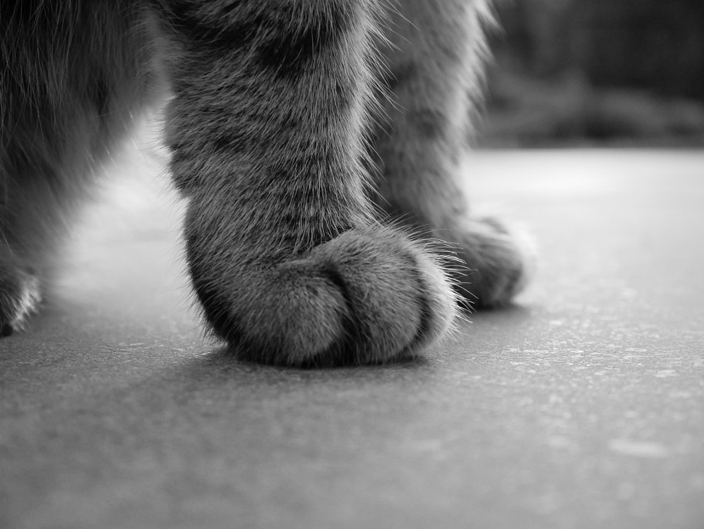 Cat's feet by Antoine Hubert / 500px