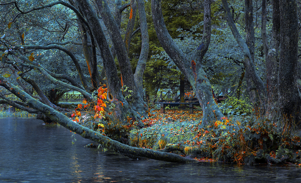 River Trees by Mevludin Sejmenovic on 500px.com