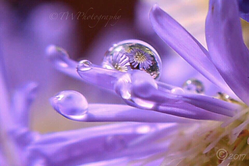 Floral nature photo "Waterdrops" by nature photographer Tracy Withers on 500px.com