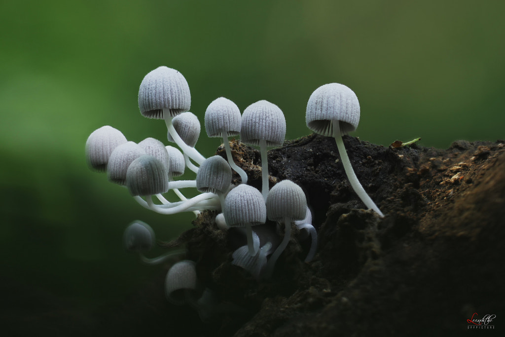 botanical nature photo "Mushroom family" by nature photographer Lê Anh Thế on 500px.com