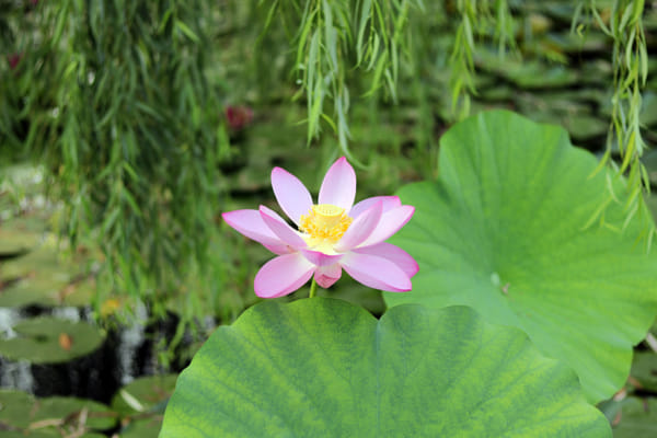 金城 花卉圖 花朵圖案包| 2025年首次亮相| LAZONA川崎廣場