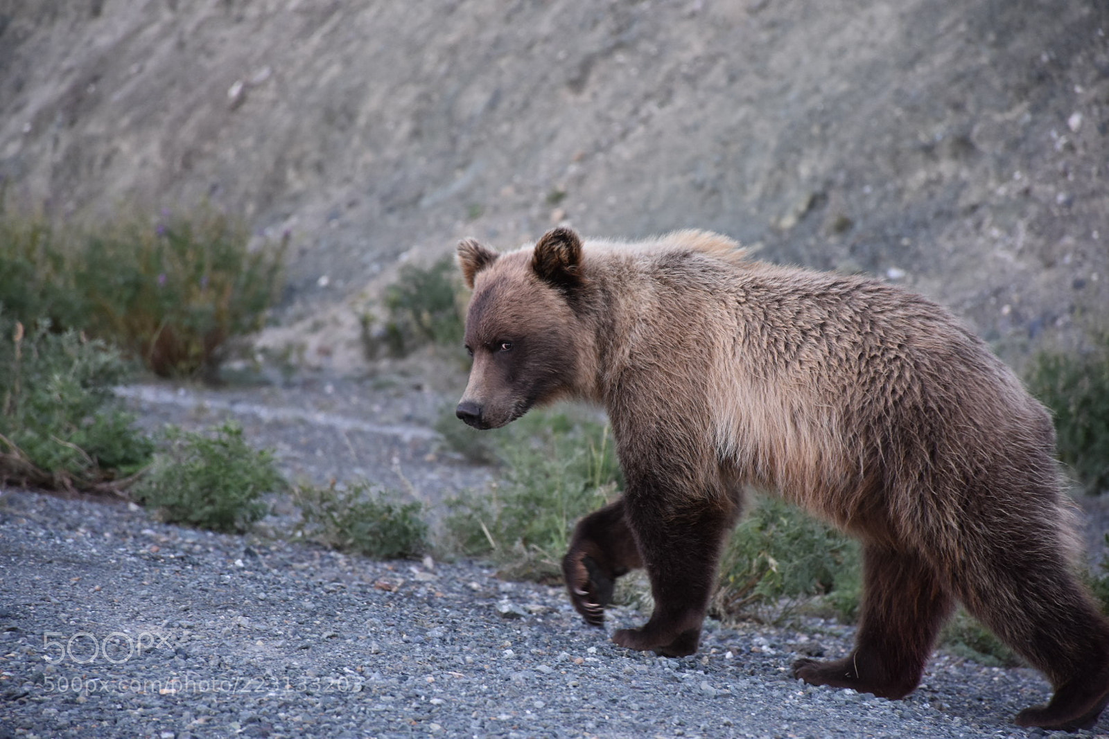 Nikon D7200 sample photo. Jeune grizzly photography