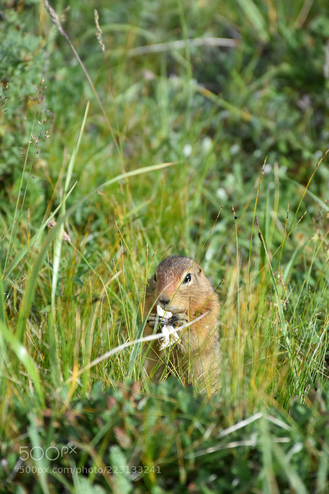 Nikon D7200 sample photo. Spermophile arctique photography