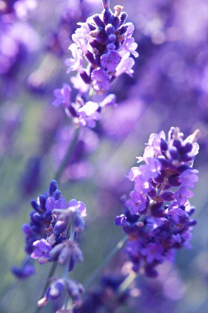 close up shot of lavender flowers by Olena Zaskochenko on 500px