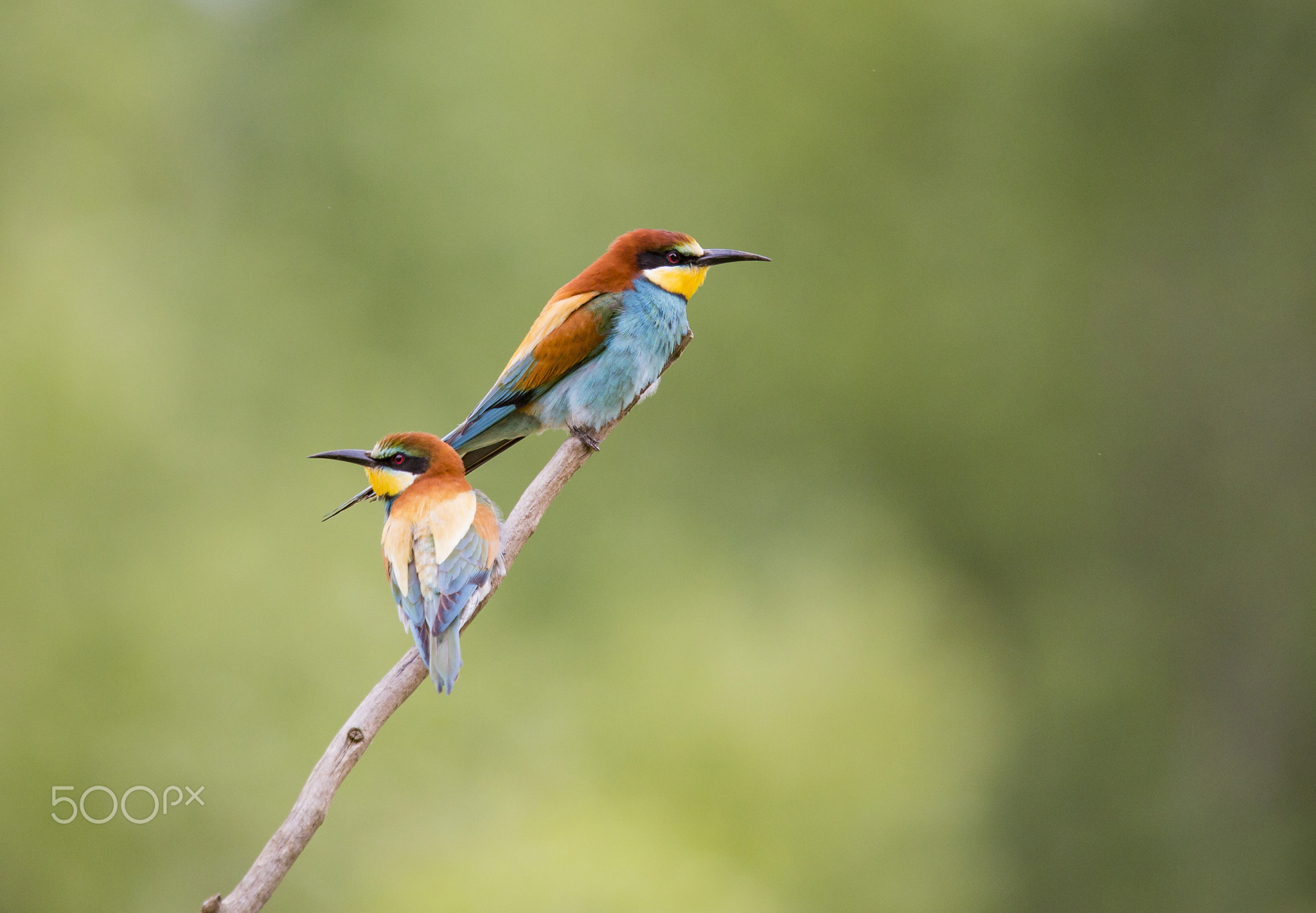 bee eater