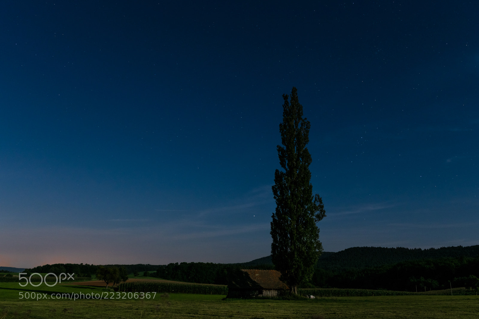 Nikon D5300 sample photo. Barn with poplar- tree photography