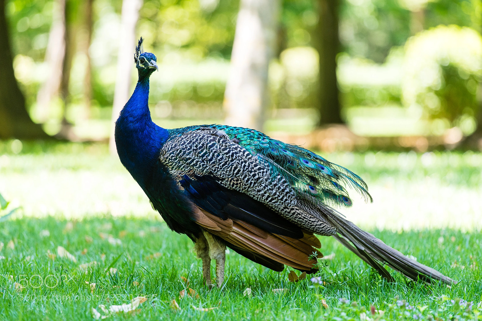 Sony a7 II sample photo. A curious peacock photography