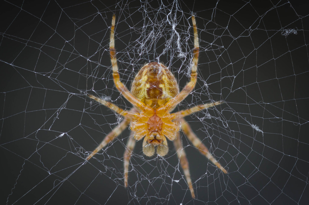 Spider macro by Martin Phoenix on 500px.com