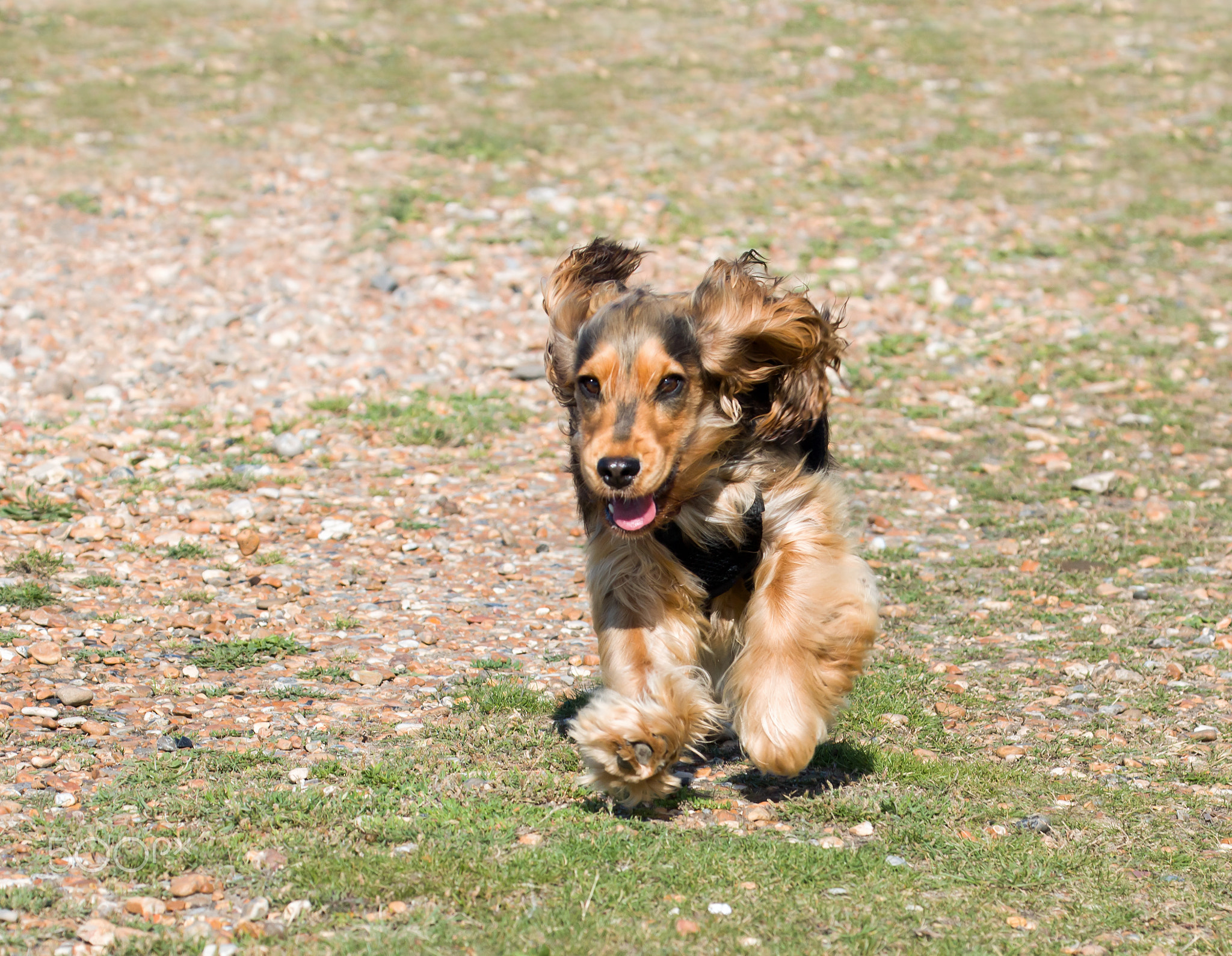 English Cocker Spaniel Puppy Running