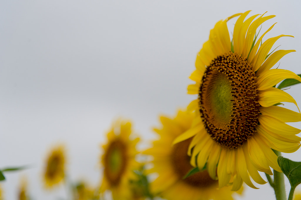 Sunflower by Kou Gondaira on 500px.com