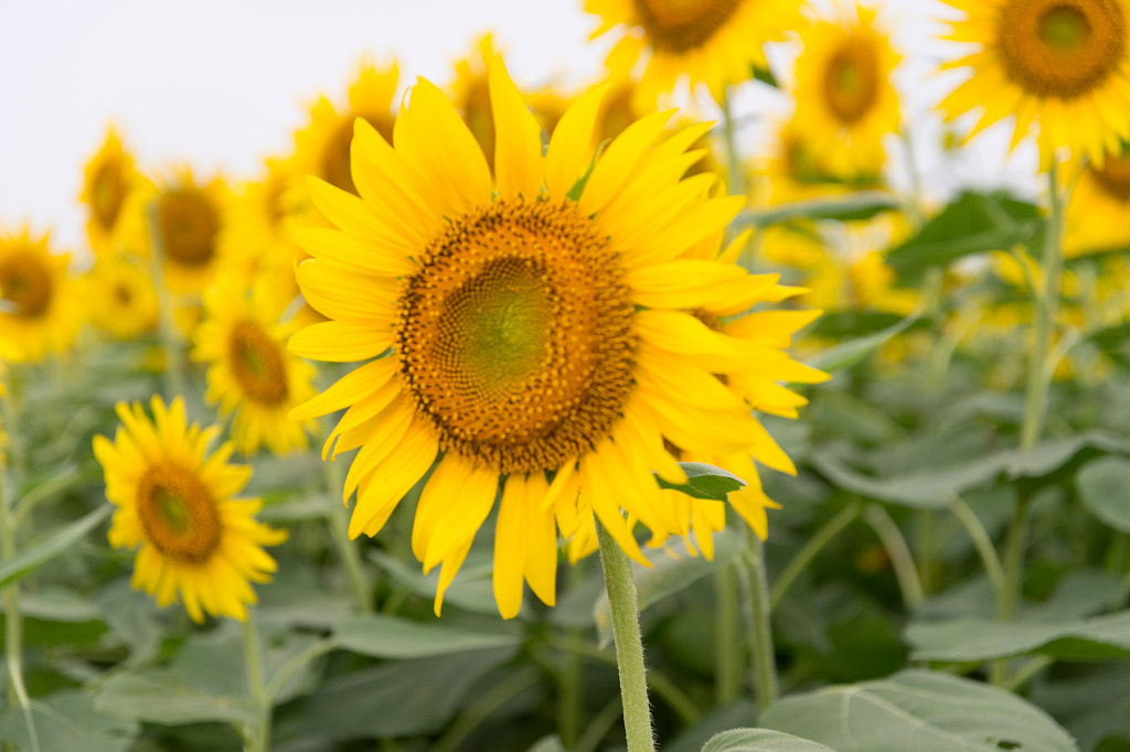 Sunflower by Kou Gondaira on 500px.com