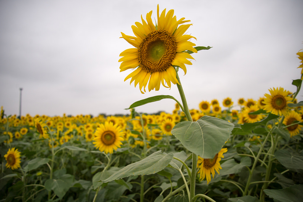 Sunflower by Kou Gondaira on 500px.com