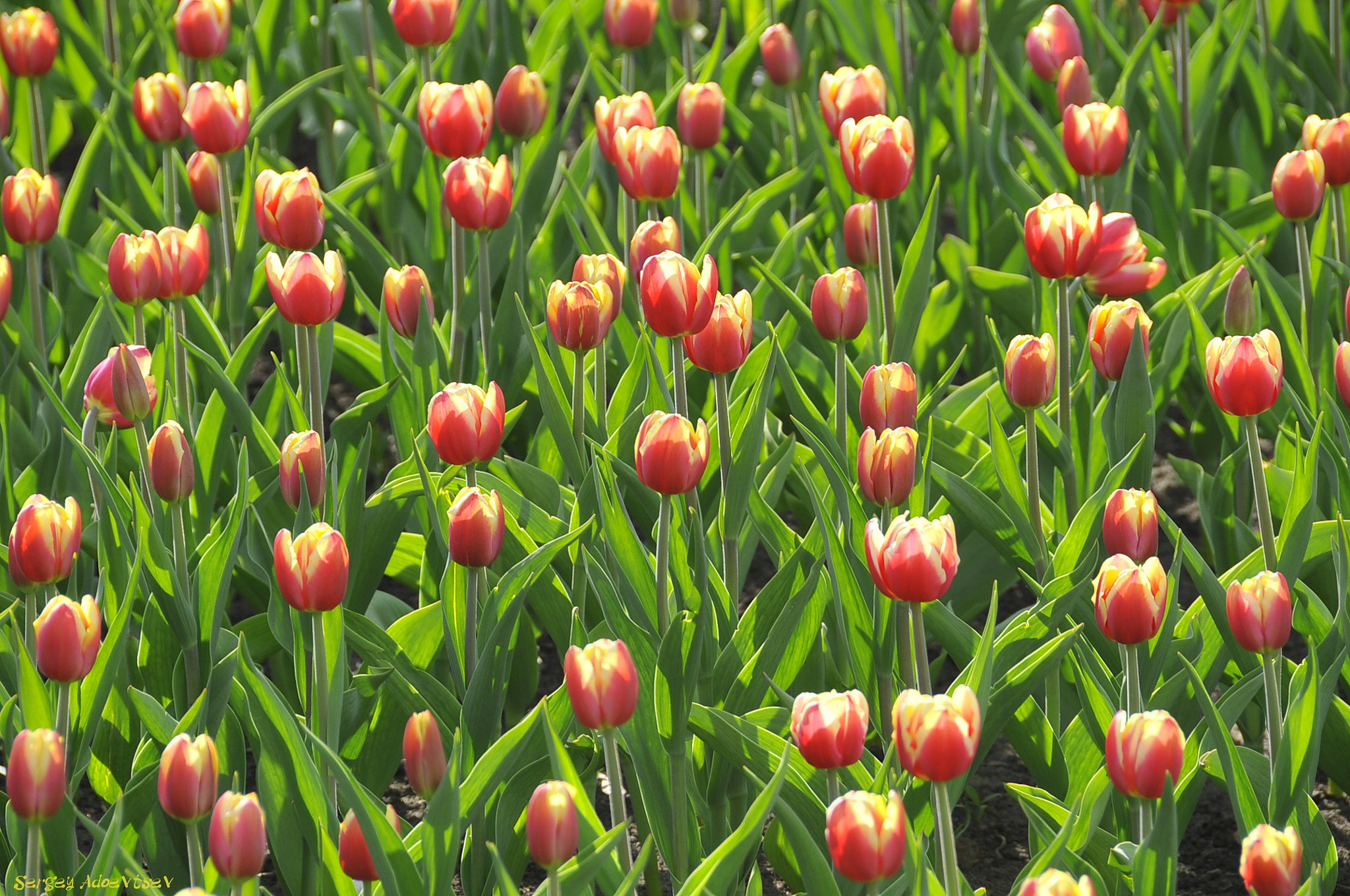 TULIPS