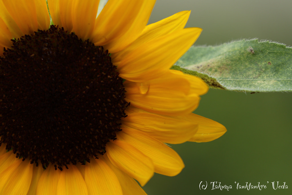 500px.comのTakuma UedaさんによるSunflower's tears -ひまわりの涙-