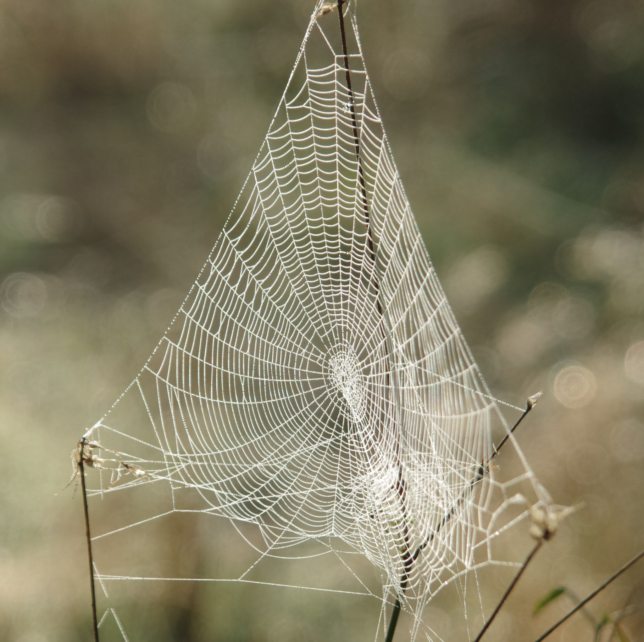 Web pyramidal