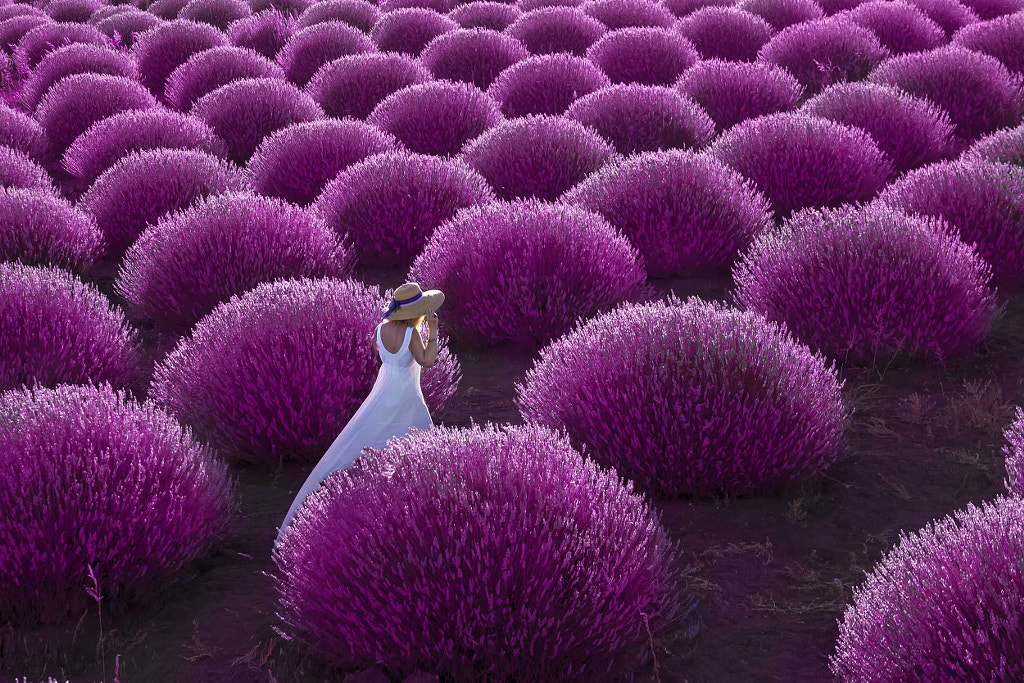 Lavender by Altan Gökçek on 500px.com