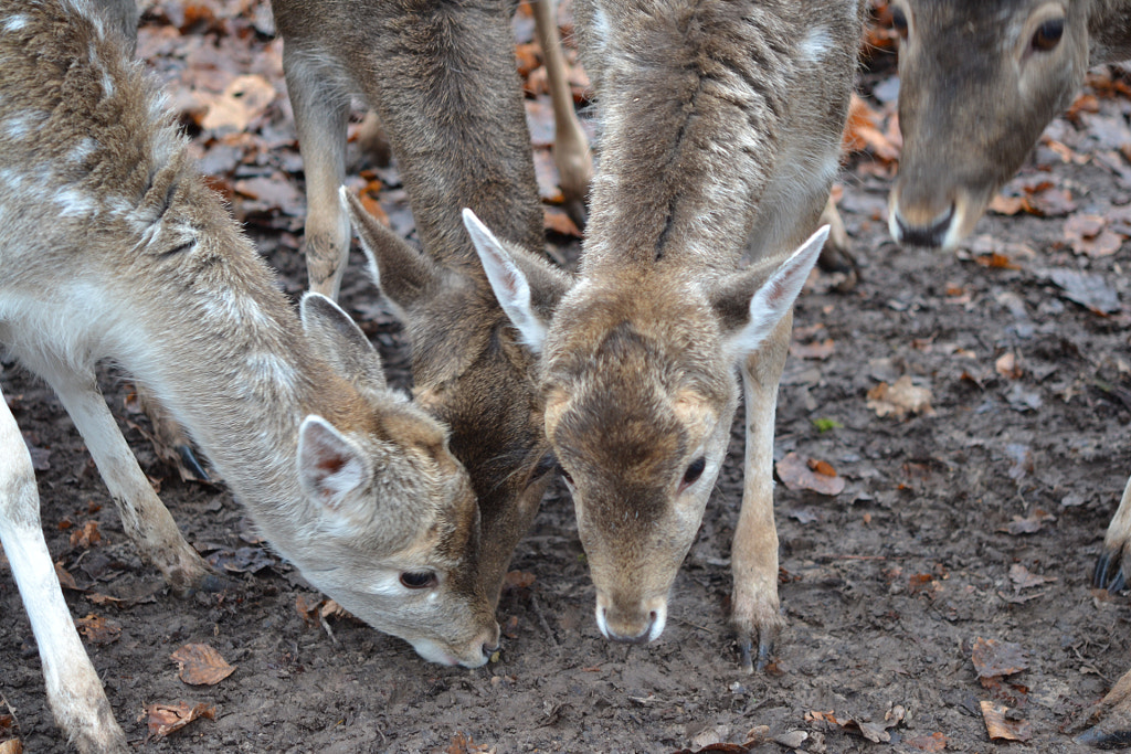 3 Rehe beim Essen by Martin Schäfer / 500px