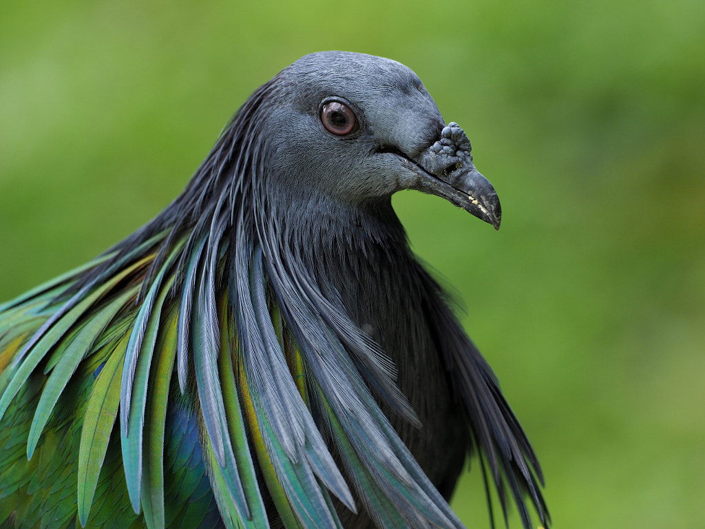 Nicobar Pigeon by Bitty Chong on 500px.com