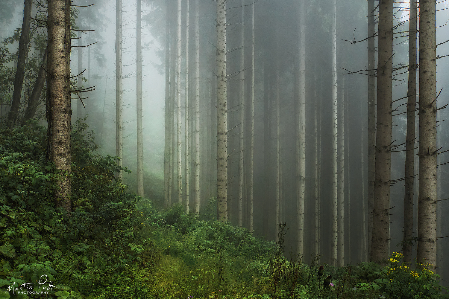 The Unknown Forest by Martin Podt / 500px