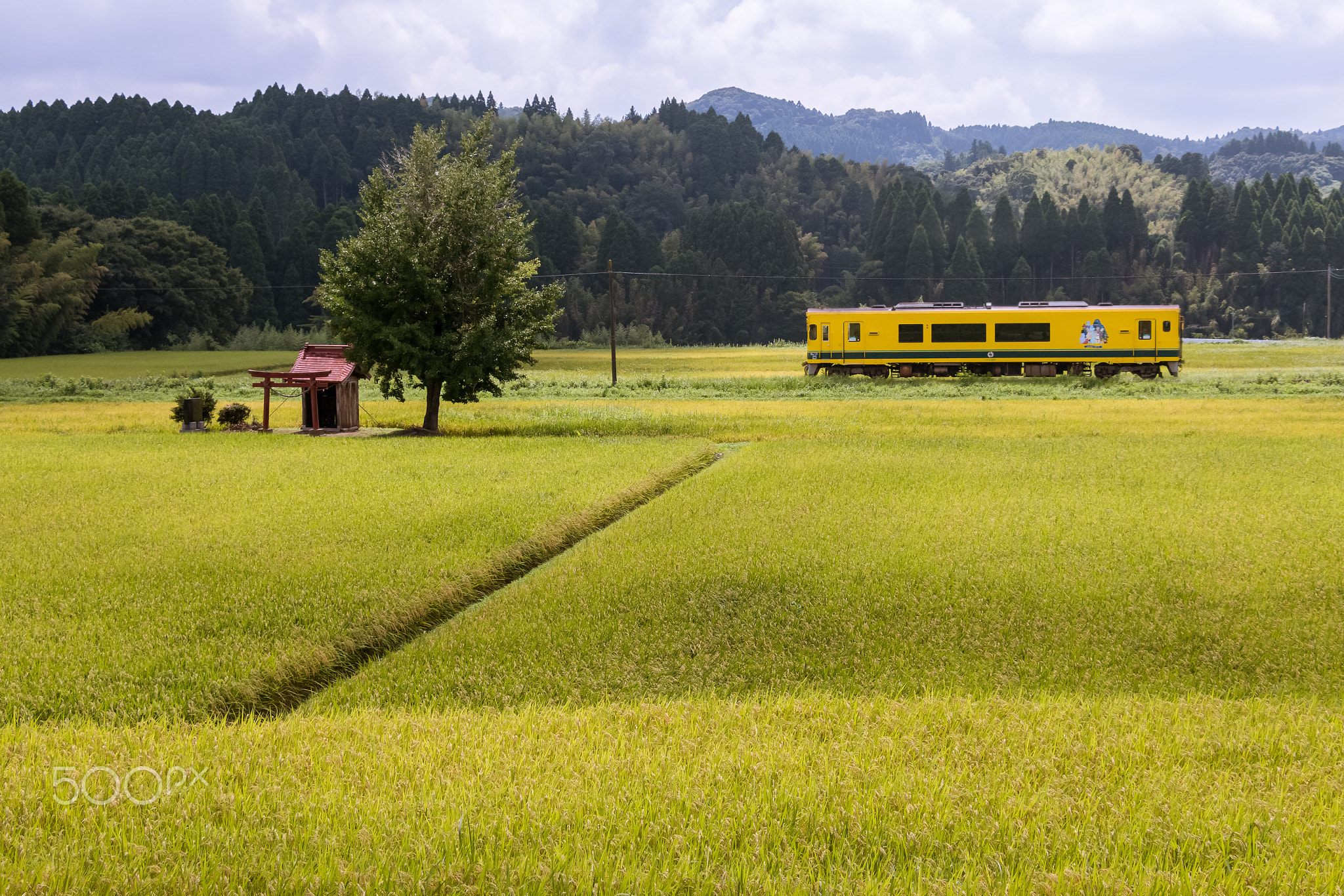 Isumi trains passing through rice fields